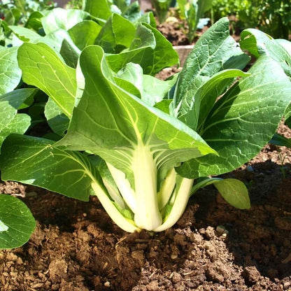 Canton Bok Choy Seeds - Heirloom Vegetable Plant for Home Gardens