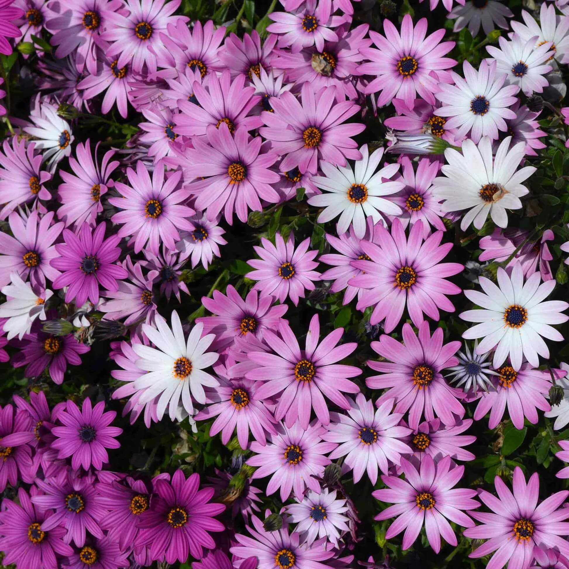 Cape Daisy Seeds - Flower Plant