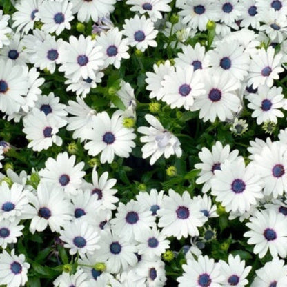 Cape Daisy Seeds - Flower Plant