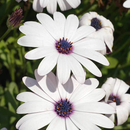 Cape Daisy Seeds - Flower Plant