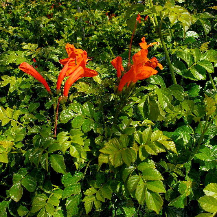 Cape Honeysuckle Seeds - Heirloom Flower Plant for Home Gardens