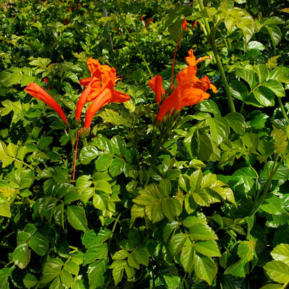 Cape Honeysuckle Seeds - Heirloom Flower Plant for Home Gardens