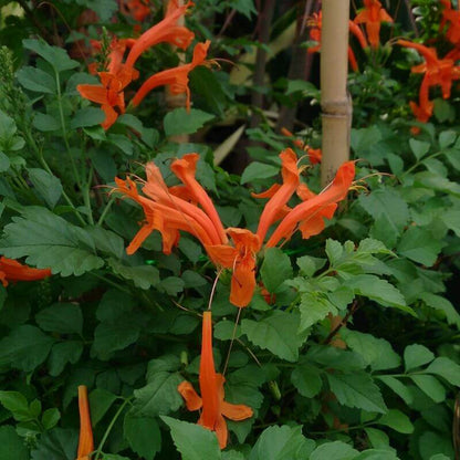 Cape Honeysuckle Seeds - Heirloom Flower Plant for Home Gardens