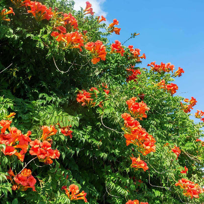 Cape Honeysuckle Seeds - Heirloom Flower Plant for Home Gardens