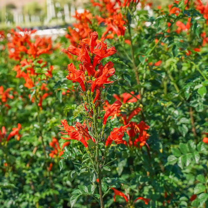 Cape Honeysuckle Seeds - Heirloom Flower Plant for Home Gardens