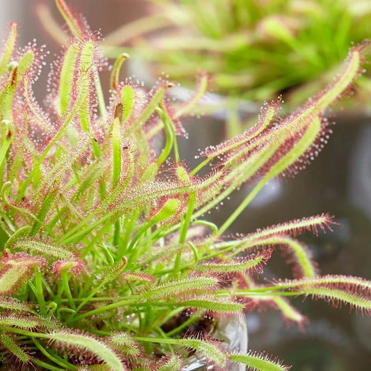 Cape Sundew Seeds - Herbal Plant