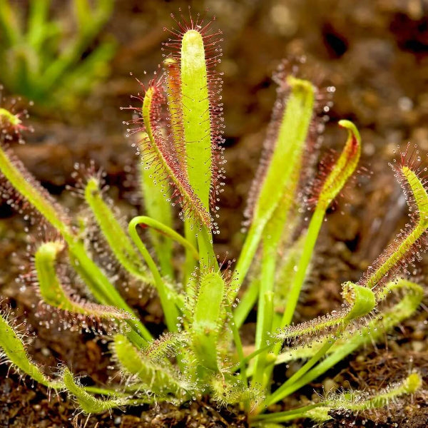 Cape Sundew Seeds - Herbal Plant