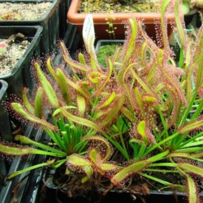 Cape Sundew Seeds - Herbal Plant