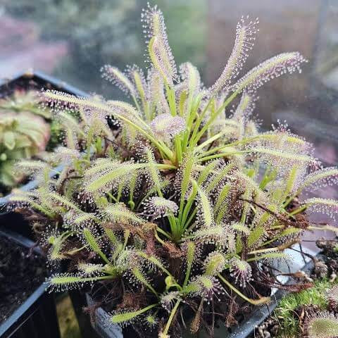 Cape Sundew White Flower Seeds