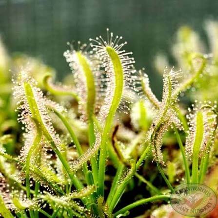 Cape Sundew White Flower Seeds