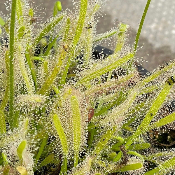 Cape Sundew White Flower Seeds