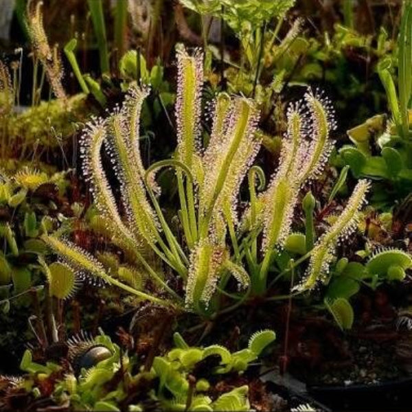 Cape Sundew White Flower Seeds