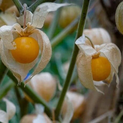 Cape gooseberry seeds - Fruit Plant for Home Gardens