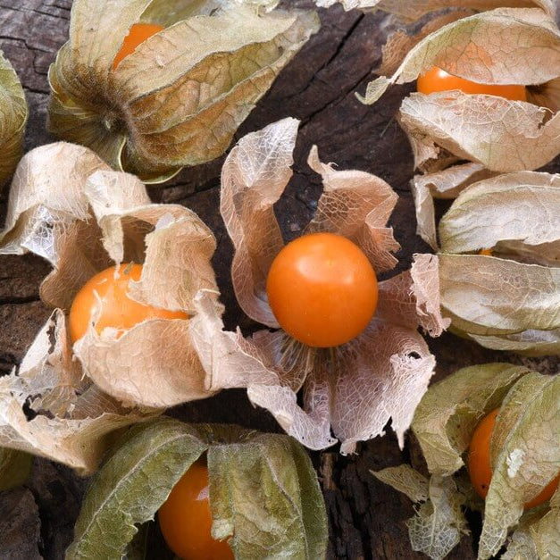 Cape gooseberry seeds - Fruit Plant for Home Gardens