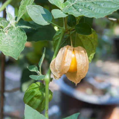 Cape gooseberry seeds - Fruit Plant for Home Gardens