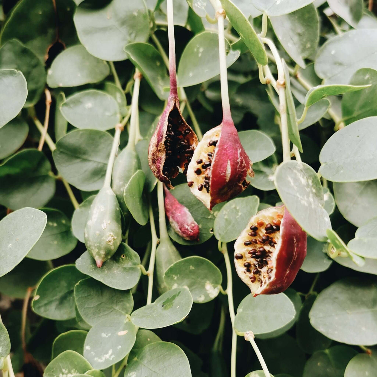 Caper Berry Seeds