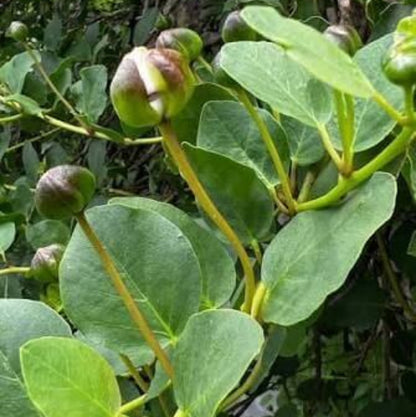 Caper Berry Seeds