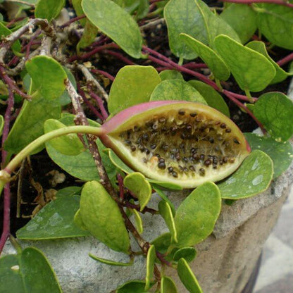 Caper Berry Seeds
