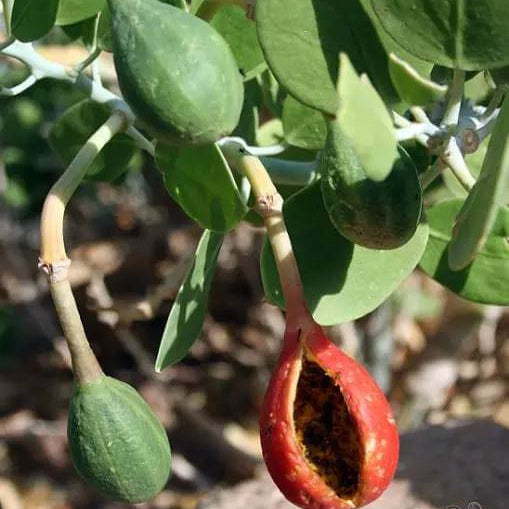 Caper Berry Seeds