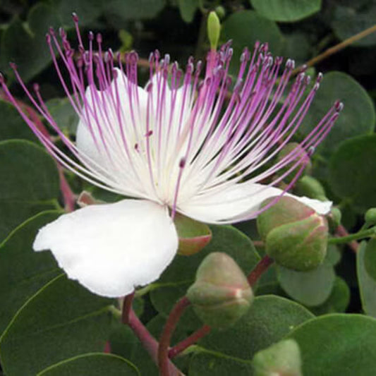 Caper Bush Seeds - Herbal Plant