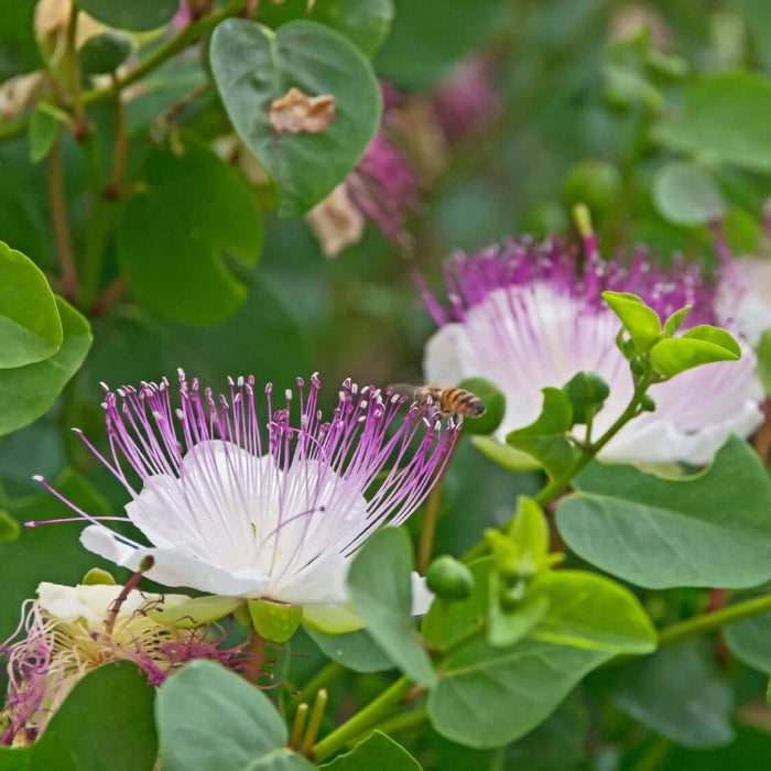 Caper Bush Seeds - Herbal Plant