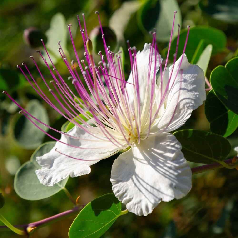 Caper Bush Seeds - Herbal Plant
