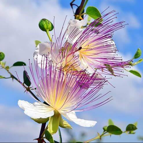 Caper Plant Seeds