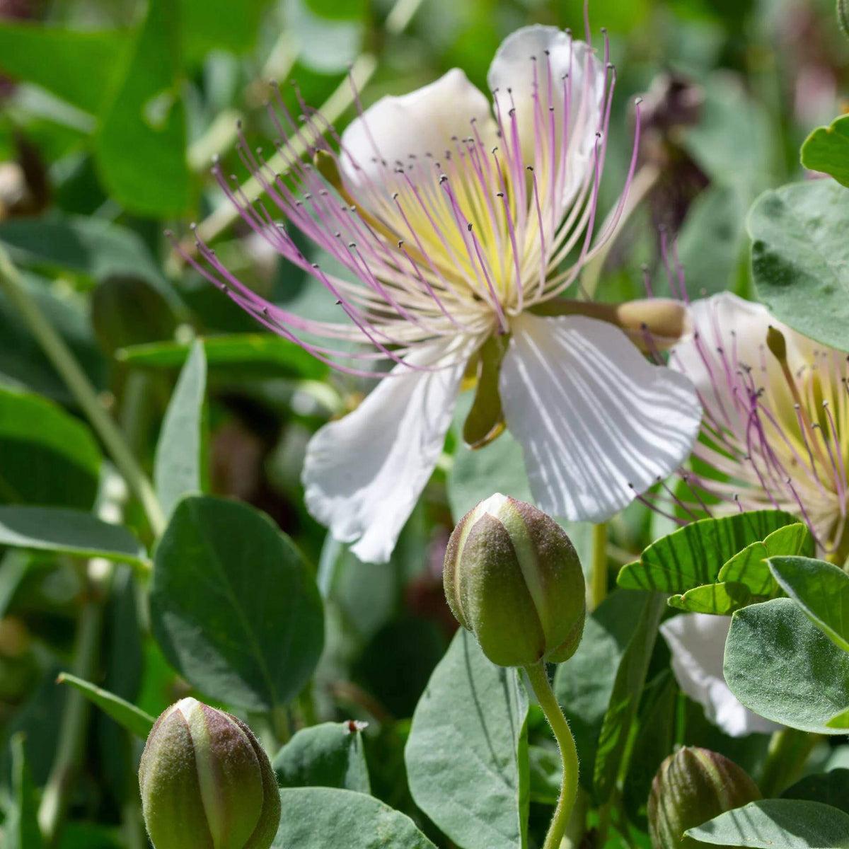Caper Plant Seeds