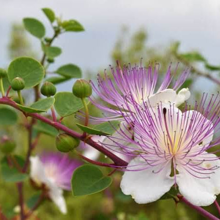 Caper Plant Seeds