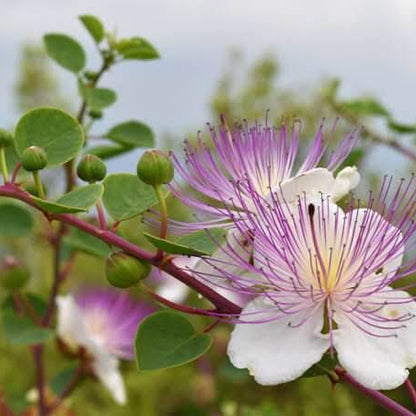 Caper Plant Seeds