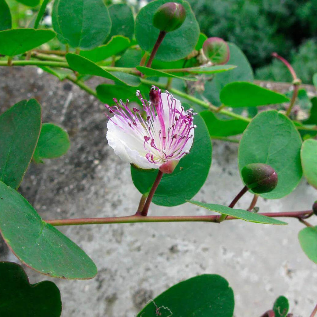 Caper Plant Seeds