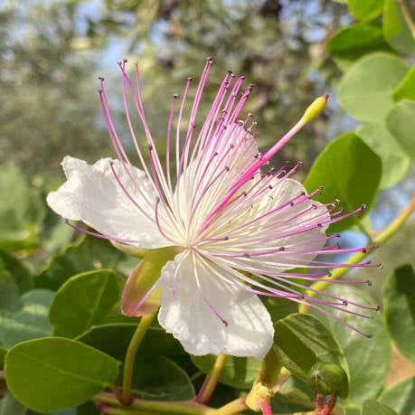 Capparis Spinosa Caper Bush Seeds 