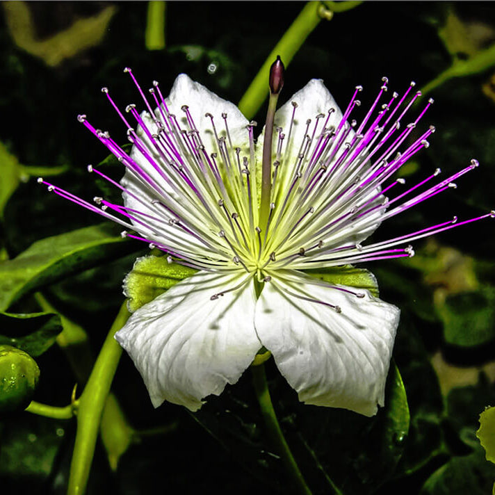 Capparis Spinosa Caper Bush Seeds 