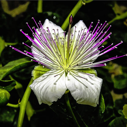 Capparis Spinosa Caper Bush Seeds 