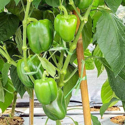 Capsicum Seeds - Heirloom Vegetable Plant for Home Gardens