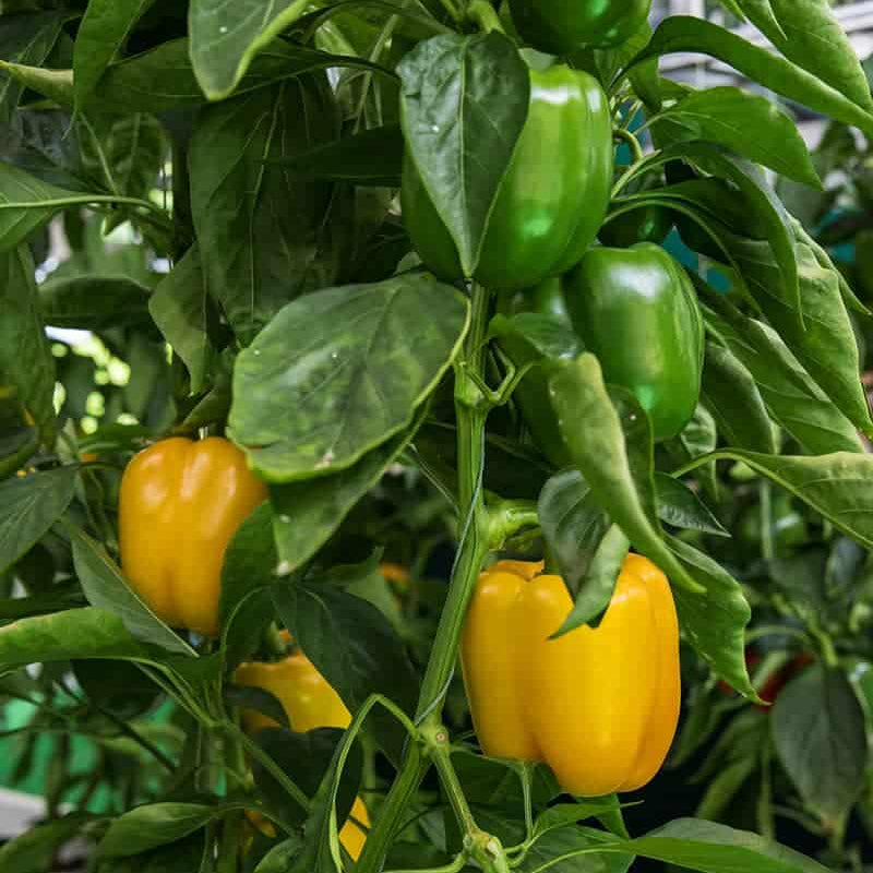 Capsicum Seeds - Heirloom Vegetable Plant for Home Gardens