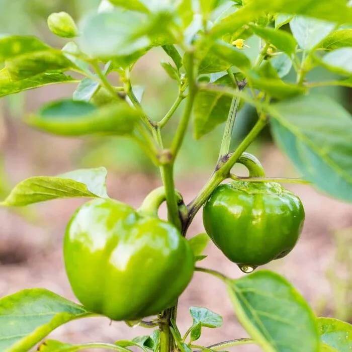 Capsicum Seeds - Heirloom Vegetable Plant for Home Gardens