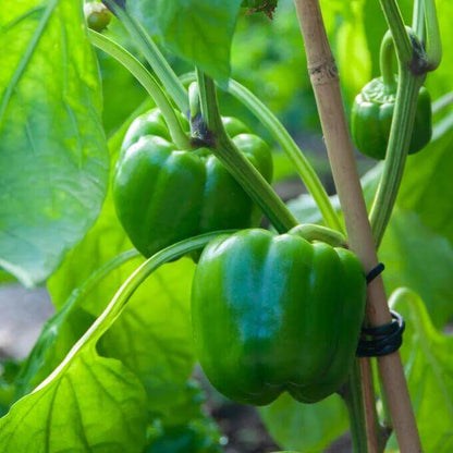 Capsicum Seeds - Heirloom Vegetable Plant for Home Gardens