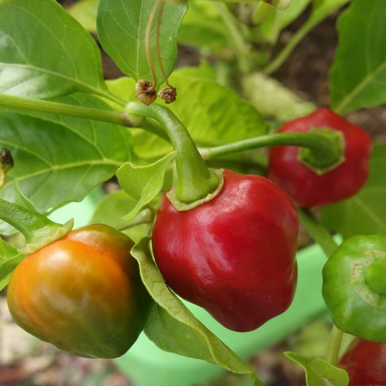 Capsicum chinense seeds