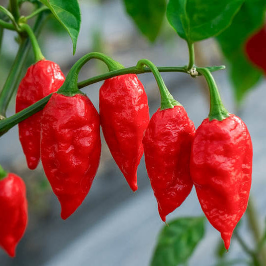 Capsicum chinense seeds