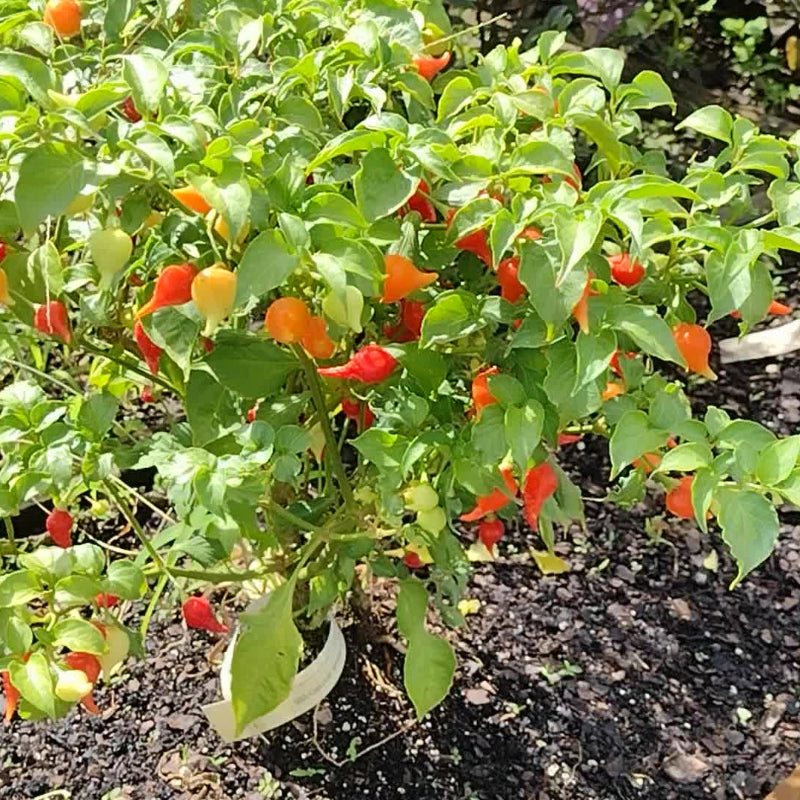 Capsicum chinense seeds