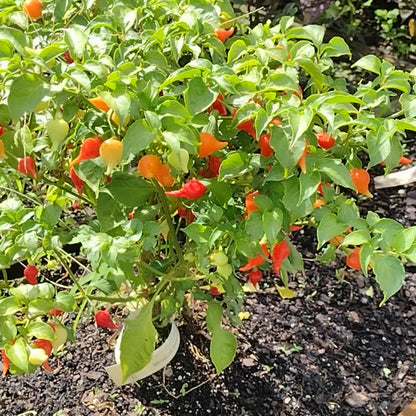 Capsicum chinense seeds