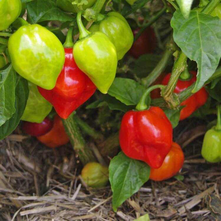 Capsicum chinense seeds