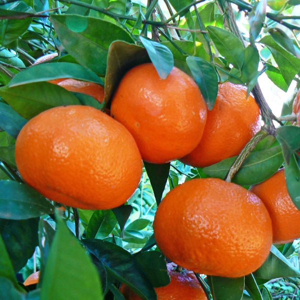 Cara Cara Orange Seeds - Fruit Plant