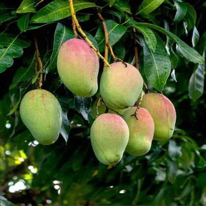 Carabao Mango Seeds