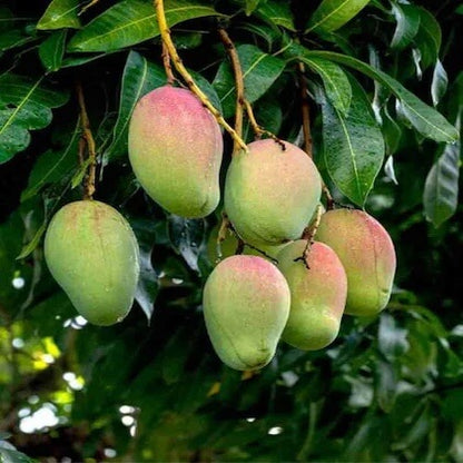 Carabao Mango Seeds