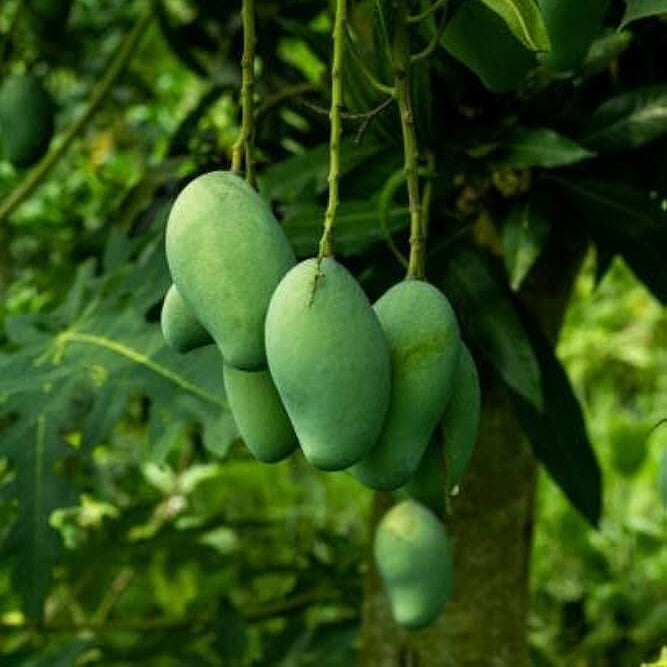 Carabao Mango Seeds