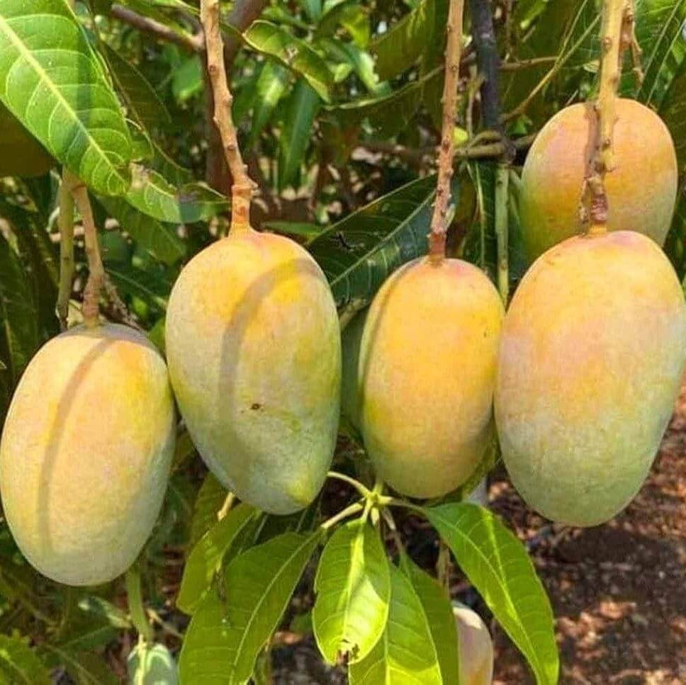 Carabao Mango Seeds