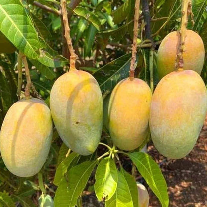 Carabao Mango Seeds