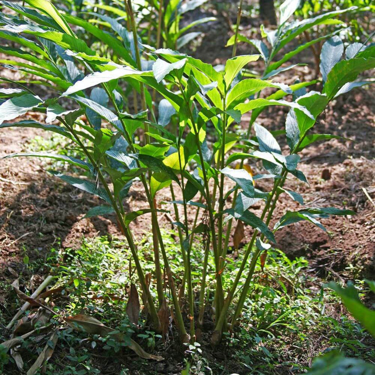 Cardamom Seeds For Planting - Heirloom Herb Plant for Home Gardens